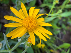 Senecio megacephalus