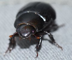 Dyscinetus morator