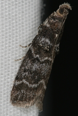 Ortholepis pasadamia