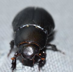 Dyscinetus morator