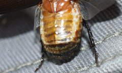 Dyscinetus morator