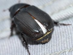 Dyscinetus morator