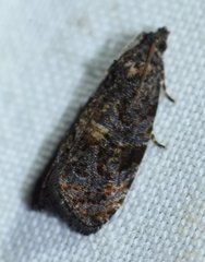 Endothenia montanana