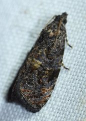 Endothenia montanana