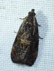 Endothenia montanana
