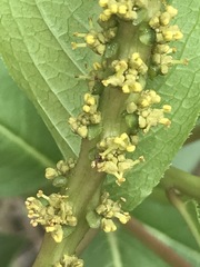 Stillingia zelayensis