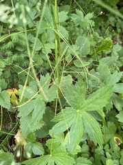 Astrantia major