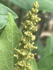 Stillingia zelayensis