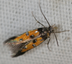Chrysoclista linneella