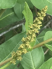 Stillingia zelayensis