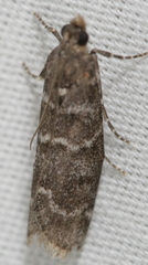 Ortholepis pasadamia