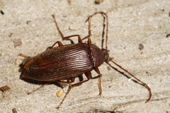 Capnochroa fuliginosa
