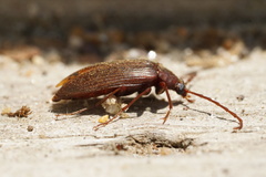 Capnochroa fuliginosa