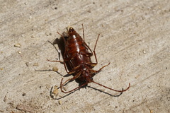 Capnochroa fuliginosa