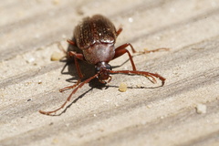 Capnochroa fuliginosa