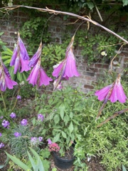 Dierama pulcherrimum