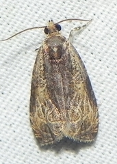 Olethreutes nigranum