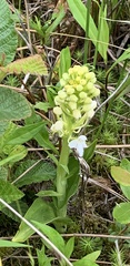 Platanthera blephariglottis blephariglottis