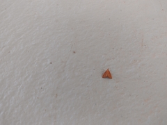 Pyrausta pseudonythesalis