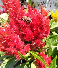 Bombus impatiens image