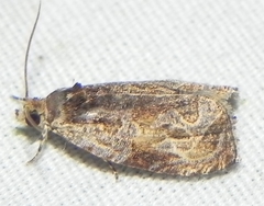 Olethreutes nigranum