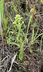 Platanthera blephariglottis