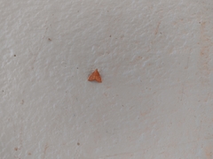 Pyrausta pseudonythesalis