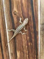 Sceloporus uniformis