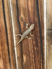 Sceloporus uniformis