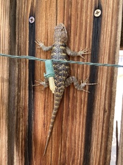 Sceloporus uniformis
