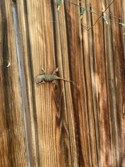 Sceloporus uniformis
