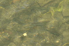 Squalius cephalus