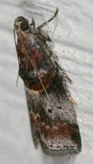 Acrobasis angusella