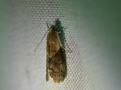Acrobasis palliolella