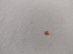 Pyrausta pseudonythesalis