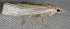 Crambus girardellus