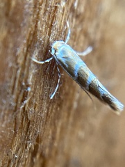 Cameraria ohridella