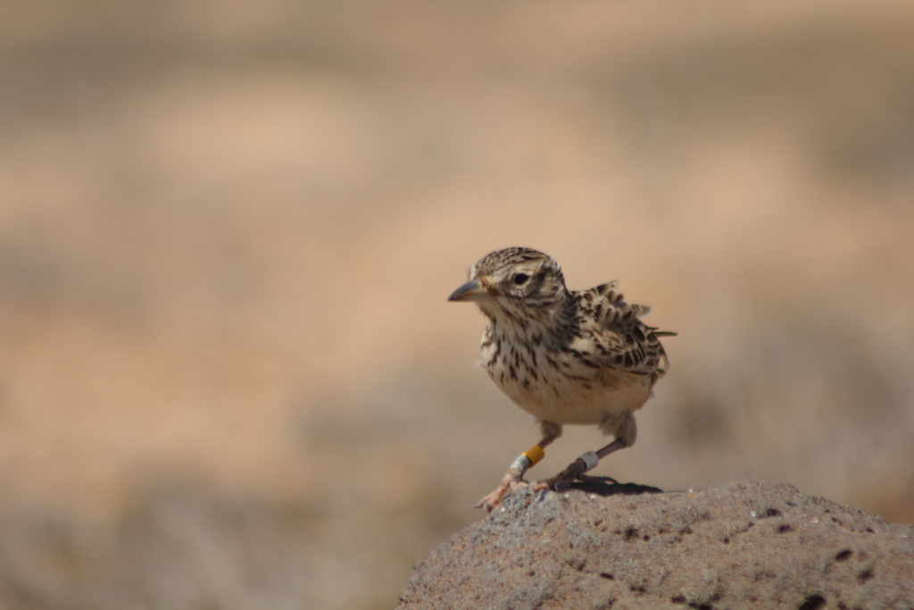 Raso Skylark