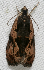 Olethreutes tilianum