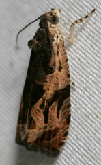 Olethreutes tilianum