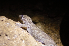 Tarentola gigas
