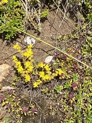 Sedum annuum