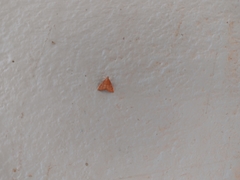 Pyrausta pseudonythesalis