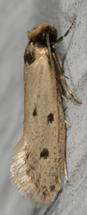 Tinea apicimaculella