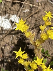 Sedum annuum
