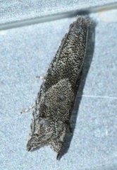 Epiblema minutana