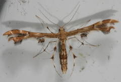 Geina periscelidactylus