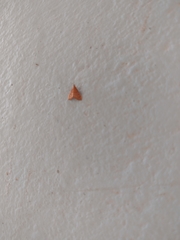 Pyrausta pseudonythesalis