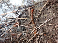 Theatops erythrocephalus