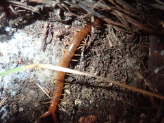 Theatops erythrocephalus